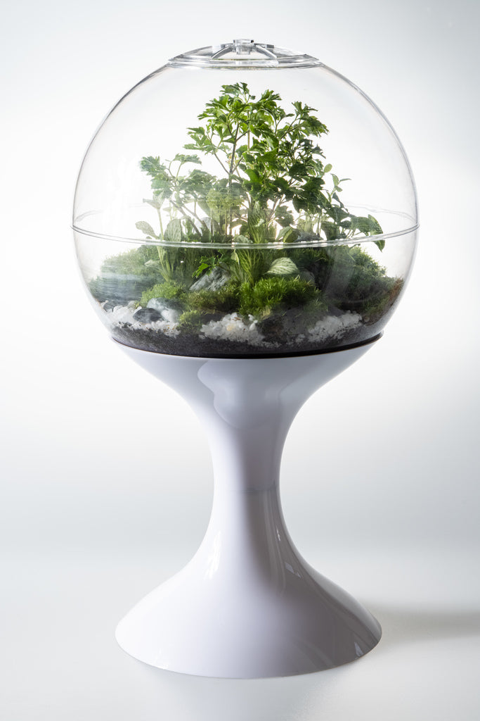 Potifiv Vintage Mid Century Modern Terrarium Product Image